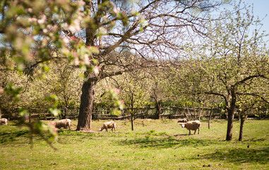 Idyllic rural scenery: sheep grazing in an orchard 