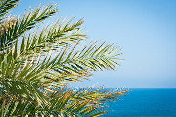 Obraz na płótnie Canvas Holiday background: palm leaves against blue sky and azure sea
