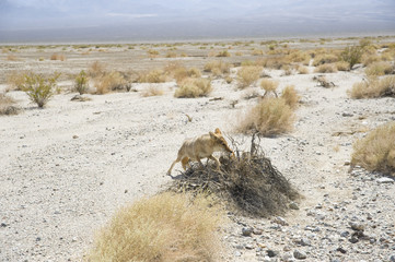 Fototapeta na wymiar coyote
