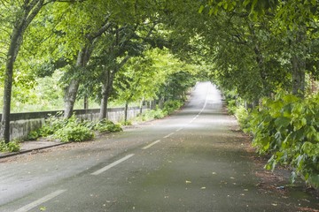road with trees
