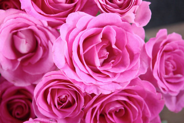 Pink roses