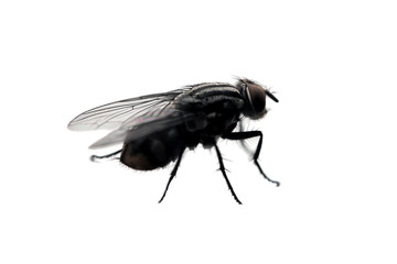 Fly