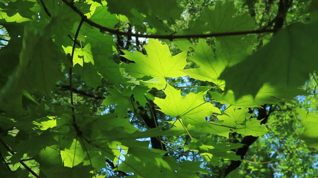 Summer maple