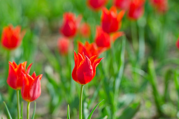 Flowers tulips in the garden
