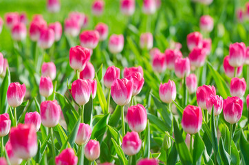Flowers tulips in the garden