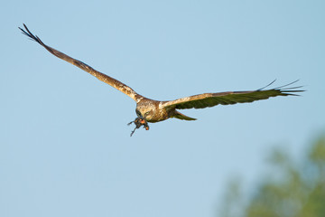 Marsh Harrier in flight and white a prey