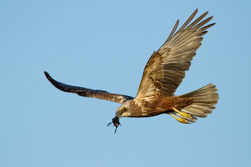 Marsh Harrier in flight and white a prey
