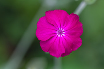 Obraz premium Malve , Malope trifida