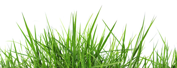 Grass