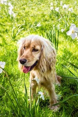 cocker
