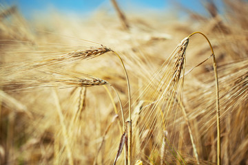 field of yellow wheat and cloud in the sky