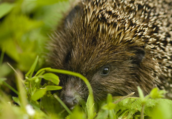 Hedgehog - Erinaceus europaeus
