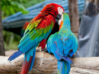 couple macaw