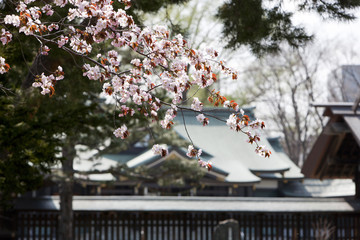 桜と神社