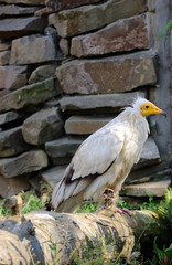 Egyptian vulture