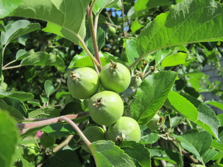 green apples