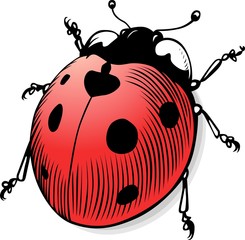 Ladybug