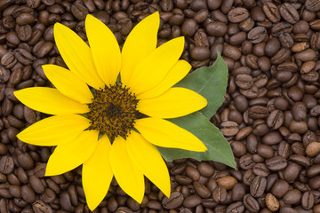 Coffee Beans Sunflower
