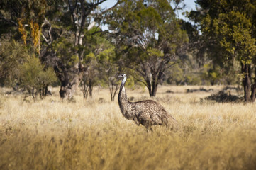 Wild Emu