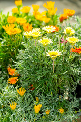 Marigold yellow and orange flowers garden center