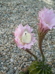 Butterfly in the cactus flower