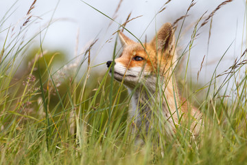 portrait of a red fox cub