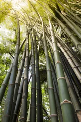 Peel and stick wall murals Bamboo Bamboo forest