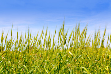 Fototapeta premium Balearic green wheat field in Formentera island