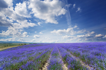 field of lavender