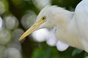 Portrait of a Cattle Egret.
