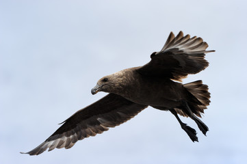 Brown Skua flying against blue sky.