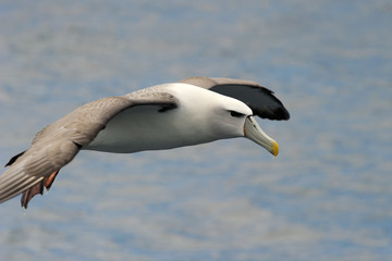 Shy Albatross flying with water.