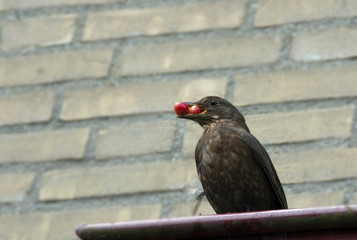 blackbird with berries in his beak