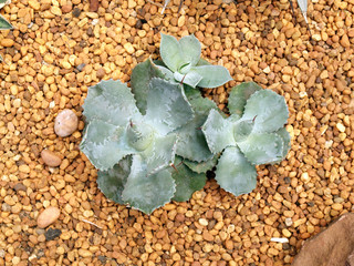Green cactus on stone