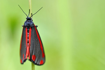 Cinnabar Moth