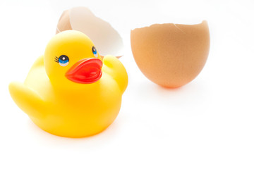 Yellow rubber duck in broken eggshell.