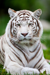 White bengal Tiger