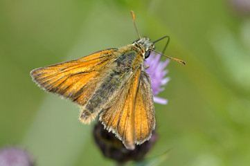 Skipper Butterfly