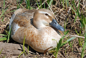 Hybrid Duck