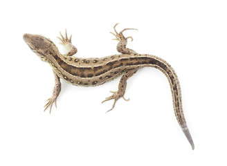 Naklejka premium lizard