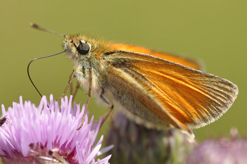 Butterfly Skipper