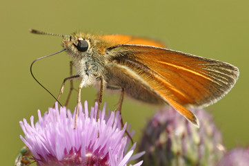 Skipper Butterfly