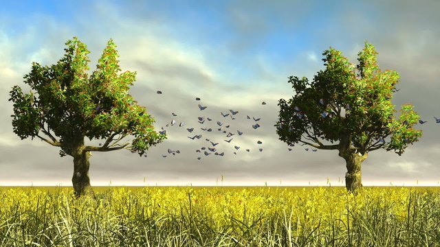 Sunset meadow