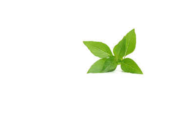 View of fresh basil over a white background