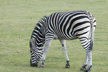 Obraz na płótnie Canvas Zebra, Yorkshire Wildflife Park, Doncaster, UK