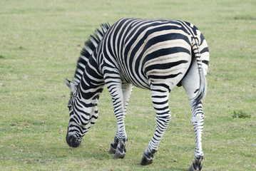 Fototapeta na wymiar Zebra, Yorkshire Wildflife Park, Doncaster, UK