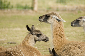 Llama, Yorkshire Wildflife Park, Doncaster, UK