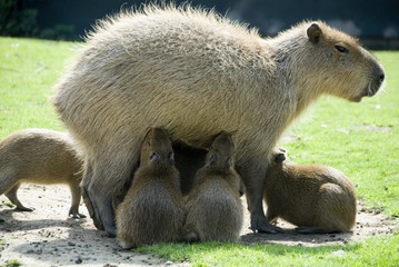 Capybara Mother & Babies, Yorkshire Wildflife Park, UK