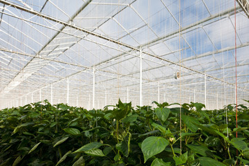 Growth of bell pepper plants inside a greenhouse