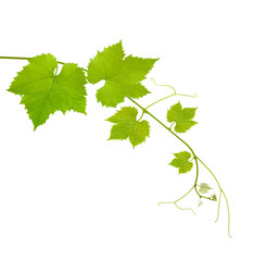 Vine leaves